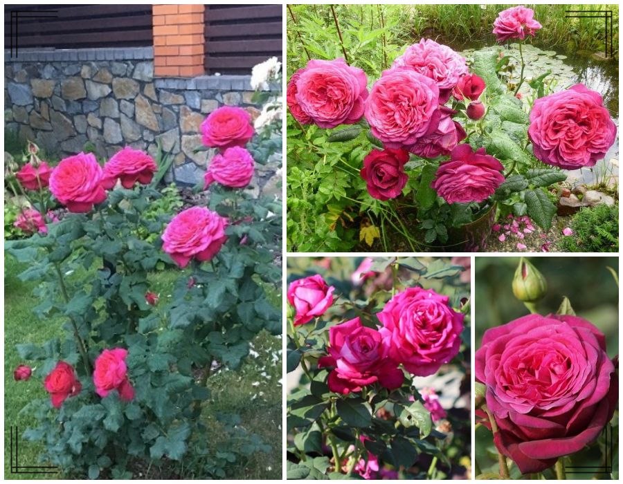 J. W. von Goethe Rose róże wielkokwiatowe